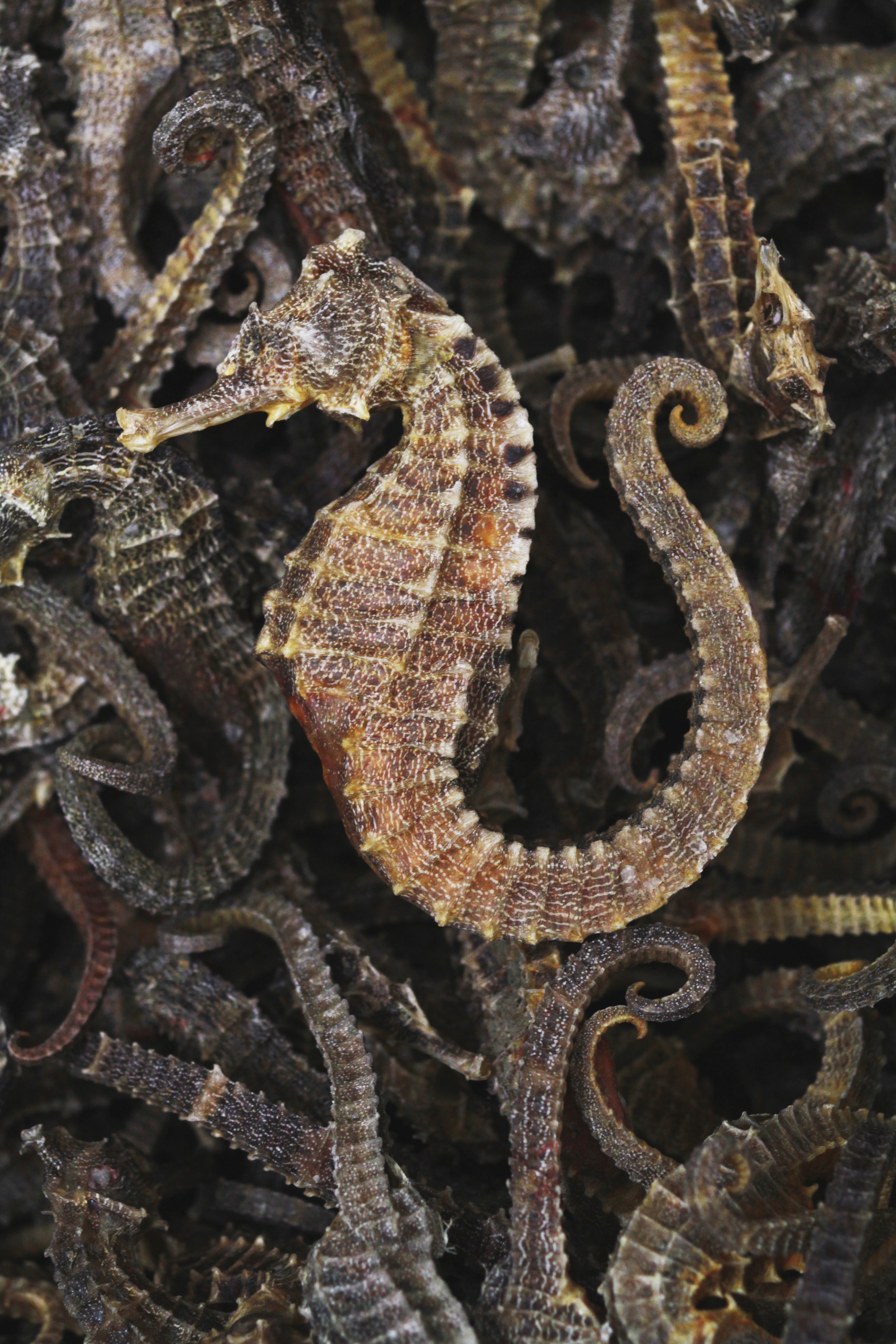 Government reminds public not to bring endangered species into Hong Kong or import regulated food illegally (5)