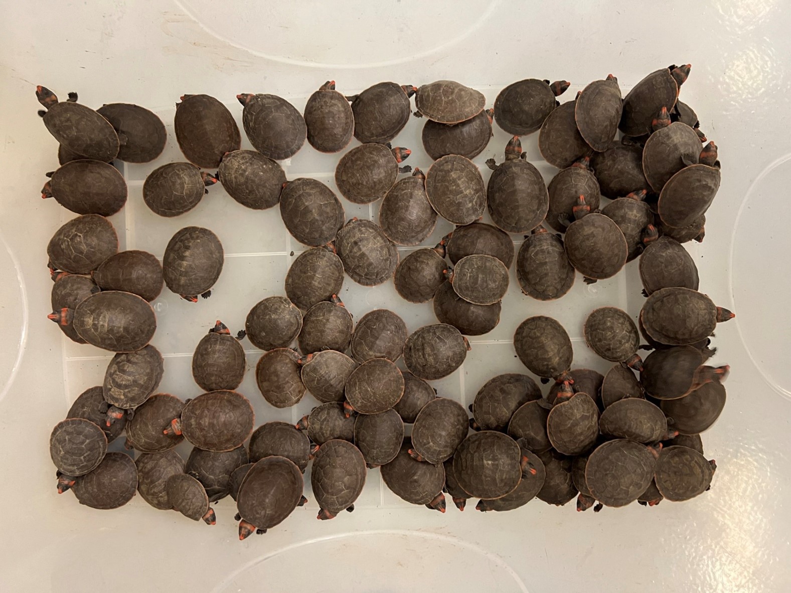 AFCD seized large batch of endangered red-headed Amazon river turtles