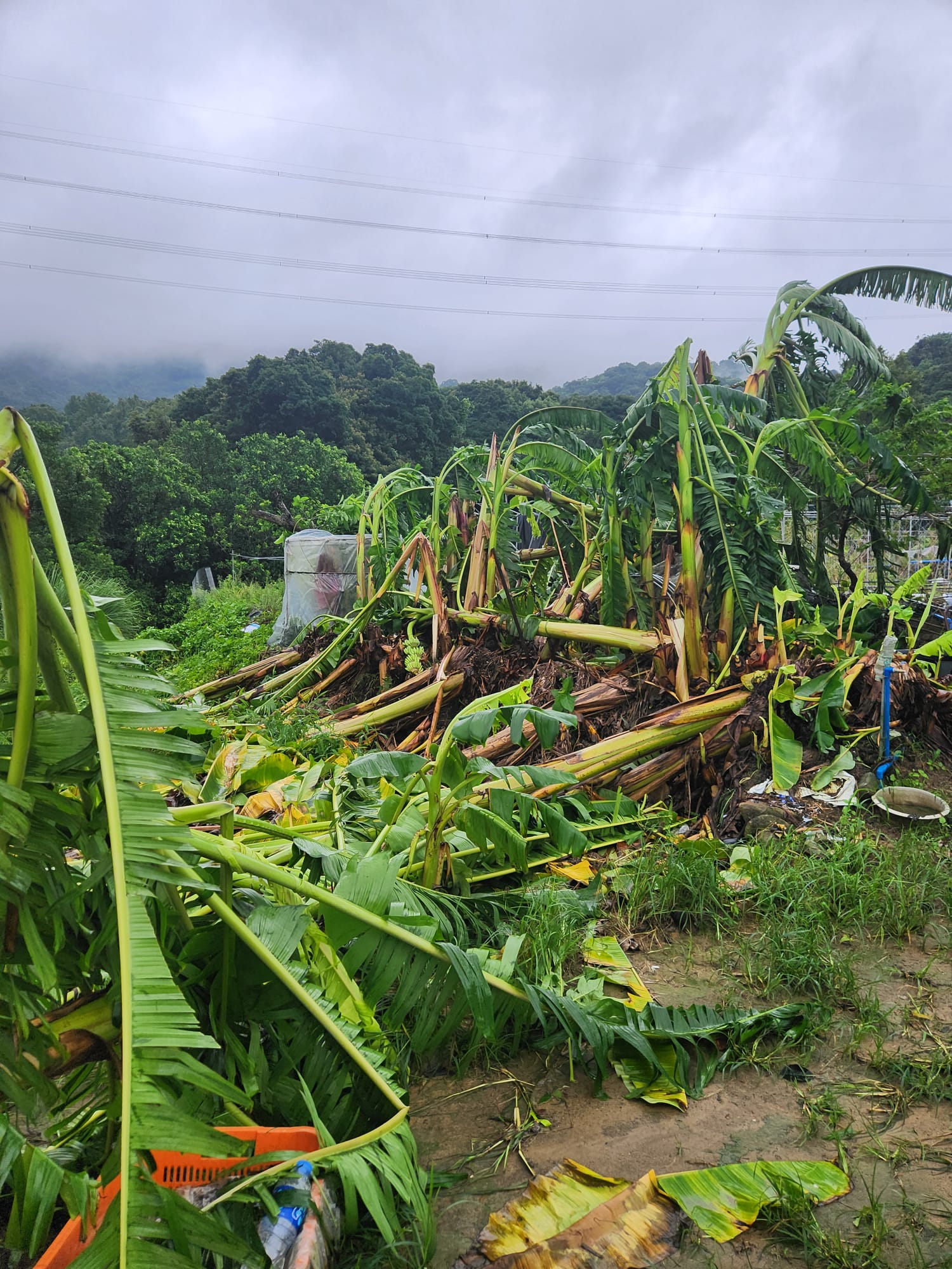 Emergency relief fund for farmers and fish farmers affected by Typhoon Saola (3)
