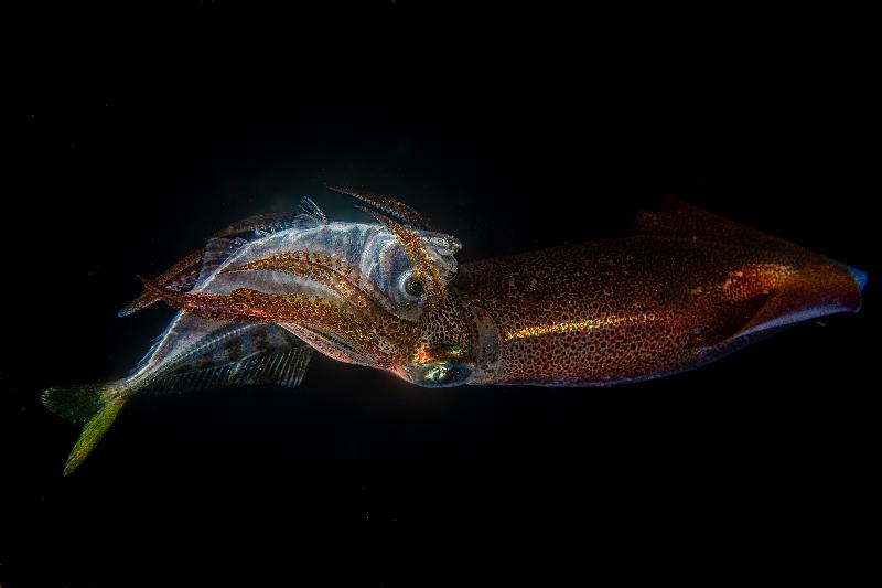 The Hong Kong Underwater Photo and Video Competition 2020, jointly organised by the Agriculture, Fisheries and Conservation Department and the Hong Kong Underwater Association, concluded successfully. Picture shows 