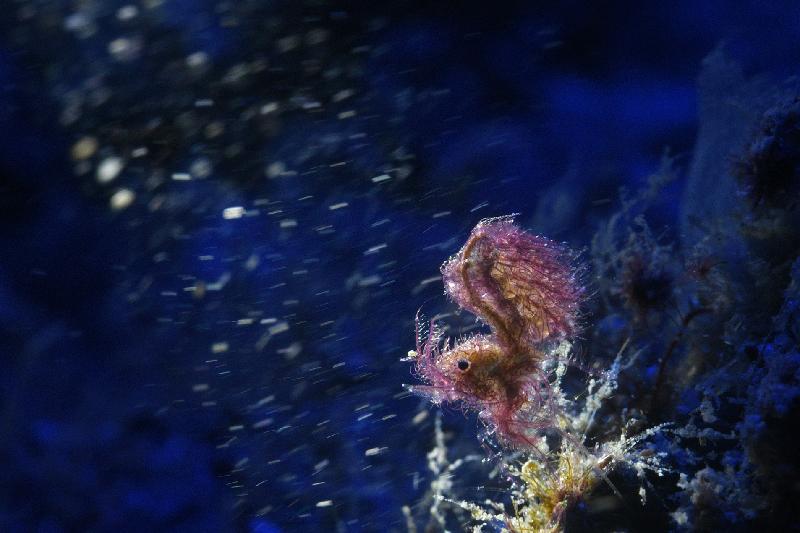 The Hong Kong Underwater Photo and Video Competition 2020, jointly organised by the Agriculture, Fisheries and Conservation Department and the Hong Kong Underwater Association, concluded successfully. Picture shows 