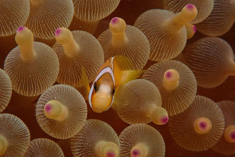 The Hong Kong Underwater Photo and Video Competition 2020, jointly organised by the Agriculture, Fisheries and Conservation Department and the Hong Kong Underwater Association, concluded successfully. Picture shows 