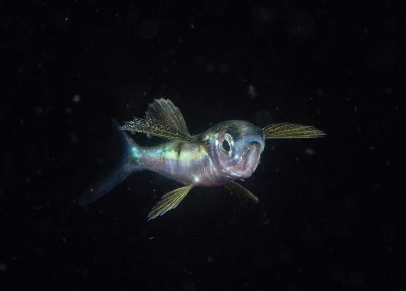 The Hong Kong Underwater Photo and Video Competition 2020, jointly organised by the Agriculture, Fisheries and Conservation Department and the Hong Kong Underwater Association, concluded successfully. Picture shows 
