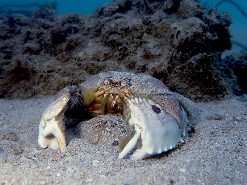 The Hong Kong Underwater Photo and Video Competition 2020, jointly organised by the Agriculture, Fisheries and Conservation Department and the Hong Kong Underwater Association, concluded successfully. Picture shows 