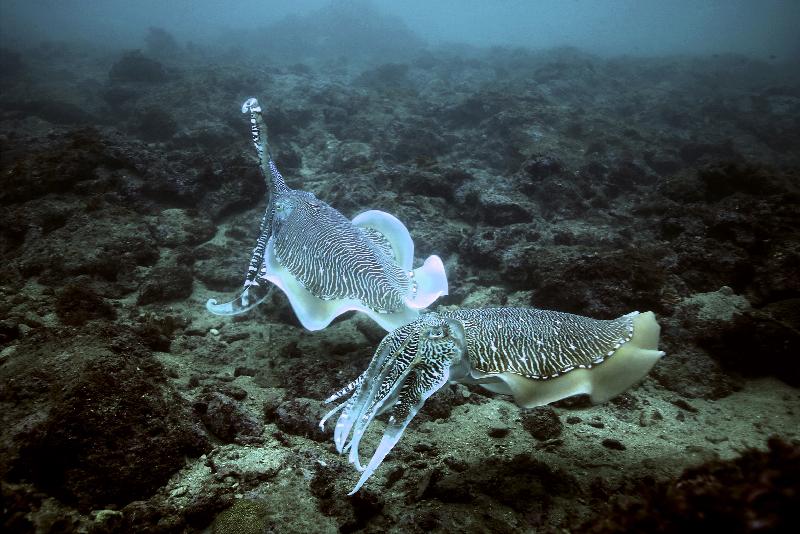 The Hong Kong Underwater Photo and Video Competition 2020, jointly organised by the Agriculture, Fisheries and Conservation Department and the Hong Kong Underwater Association, concluded successfully. Picture shows 