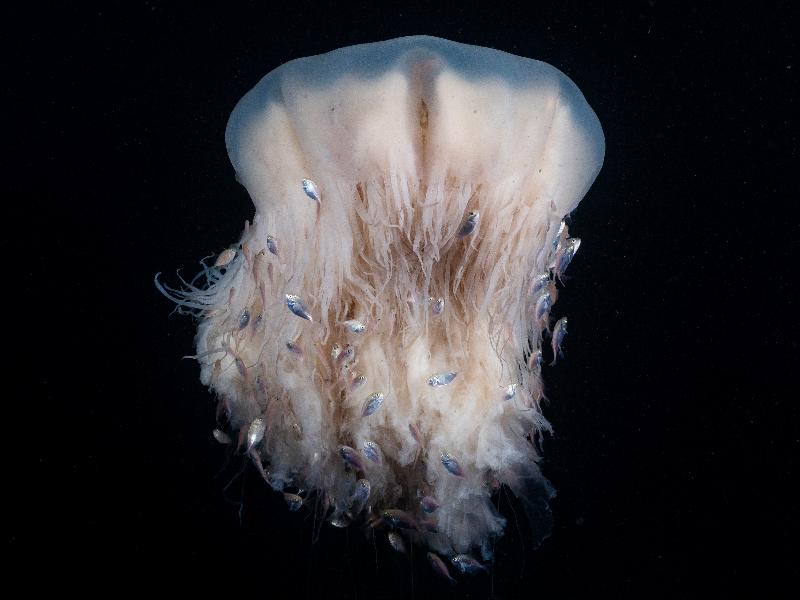 The Hong Kong Underwater Photo and Video Competition 2020, jointly organised by the Agriculture, Fisheries and Conservation Department and the Hong Kong Underwater Association, concluded successfully. Picture shows 