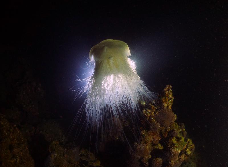 The Hong Kong Underwater Photo and Video Competition 2020, jointly organised by the Agriculture, Fisheries and Conservation Department and the Hong Kong Underwater Association, concluded successfully. Picture shows 
