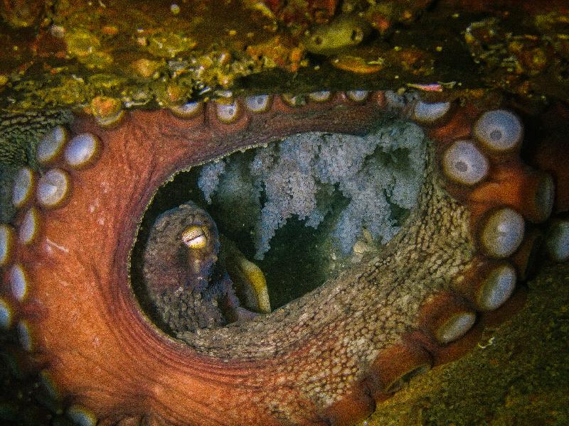 The Hong Kong Underwater Photo and Video Competition 2020, jointly organised by the Agriculture, Fisheries and Conservation Department and the Hong Kong Underwater Association, concluded successfully. Picture shows 