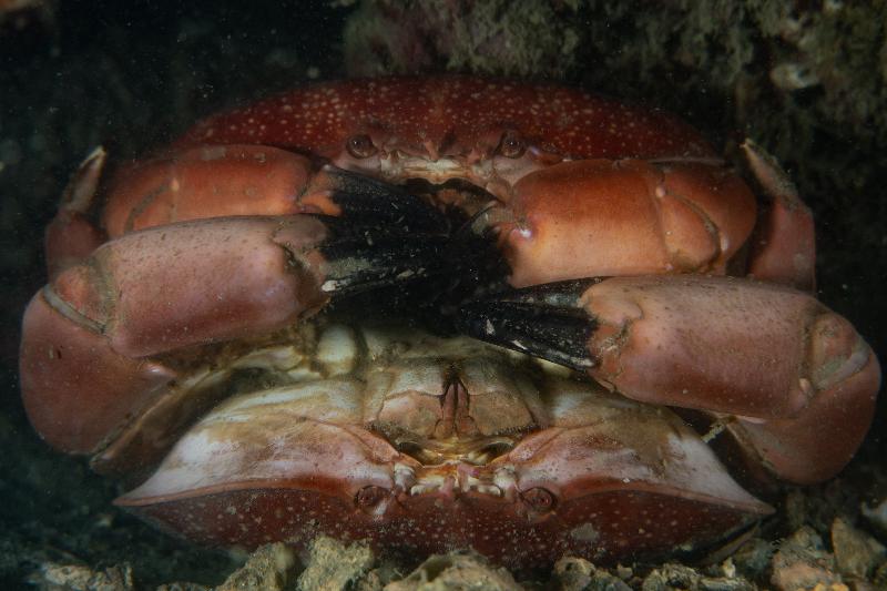 The Hong Kong Underwater Photo and Video Competition 2020, jointly organised by the Agriculture, Fisheries and Conservation Department and the Hong Kong Underwater Association, concluded successfully. Picture shows 