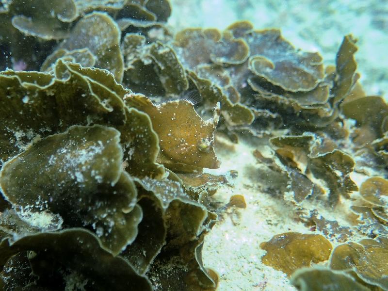 The Hong Kong Underwater Photo and Video Competition 2020, jointly organised by the Agriculture, Fisheries and Conservation Department and the Hong Kong Underwater Association, concluded successfully. Picture shows 
