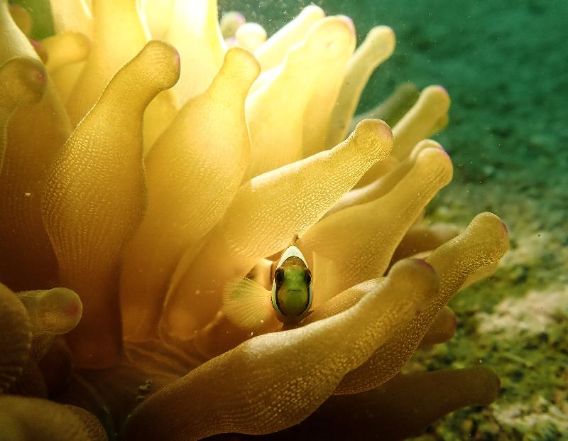 The Hong Kong Underwater Photo and Video Competition 2020, jointly organised by the Agriculture, Fisheries and Conservation Department and the Hong Kong Underwater Association, concluded successfully. Picture shows 