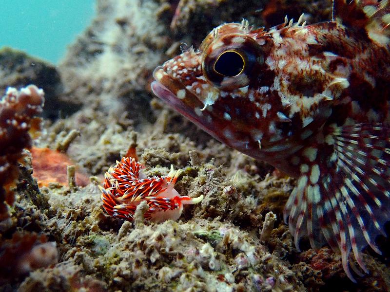 The Hong Kong Underwater Photo and Video Competition 2020, jointly organised by the Agriculture, Fisheries and Conservation Department and the Hong Kong Underwater Association, concluded successfully. Picture shows 