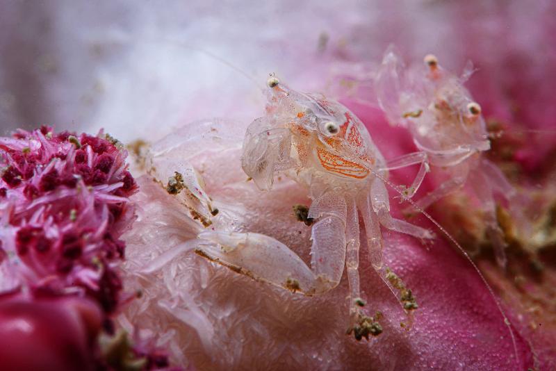 The Hong Kong Underwater Photo and Video Competition 2020, jointly organised by the Agriculture, Fisheries and Conservation Department and the Hong Kong Underwater Association, concluded successfully. Picture shows 