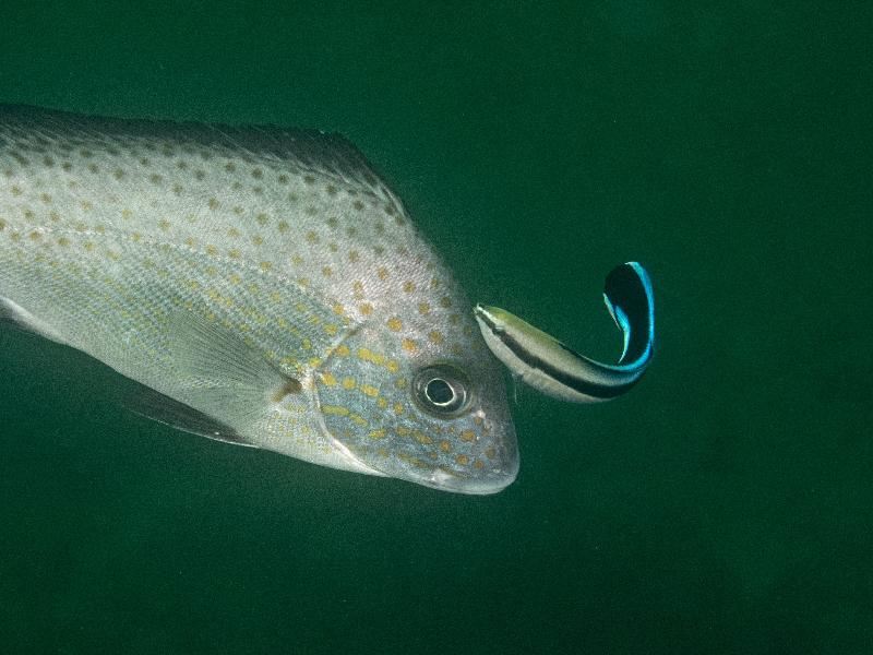 The Hong Kong Underwater Photo and Video Competition 2020, jointly organised by the Agriculture, Fisheries and Conservation Department and the Hong Kong Underwater Association, concluded successfully. Picture shows 