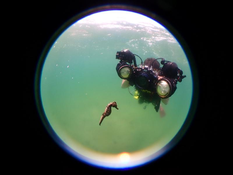 The Hong Kong Underwater Photo and Video Competition 2020, jointly organised by the Agriculture, Fisheries and Conservation Department and the Hong Kong Underwater Association, concluded successfully. Picture shows 
