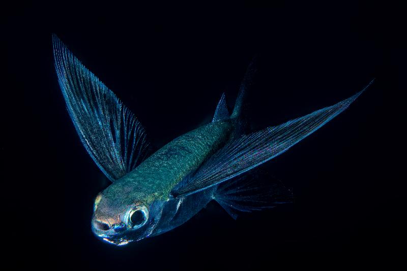 The Hong Kong Underwater Photo and Video Competition 2020, jointly organised by the Agriculture, Fisheries and Conservation Department and the Hong Kong Underwater Association, concluded successfully. Picture shows 