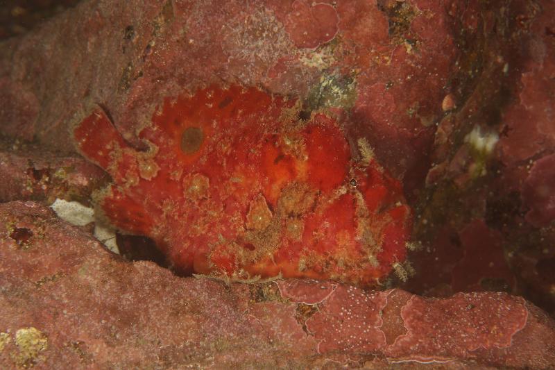 The Agriculture, Fisheries and Conservation Department announced today (December 5) that the Reef Check this year showed that local corals are generally in a healthy and stable condition and the species diversity remains on the high side. Photo shows a frogfish at Ninepin Group.
