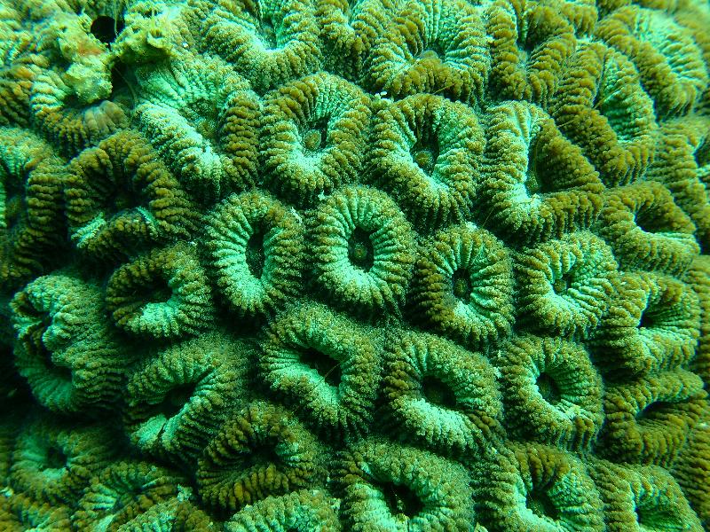 The Agriculture, Fisheries and Conservation Department announced today (December 5) that the Reef Check this year showed that local corals are generally in a healthy and stable condition and the species diversity remains on the high side. Photo shows Dipsastraea sp. at East Dam of High Island Reservoir.