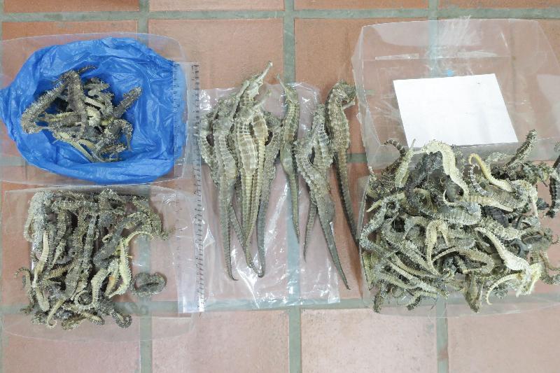 Three travellers who smuggled dried shark fins and dried seahorses were convicted for violating the Protection of Endangered Species of Animals and Plants Ordinance, and were each sentenced to 18 months' imprisonment today (January 11). Photo shows the dried seahorses found by Customs officers in their baggage.