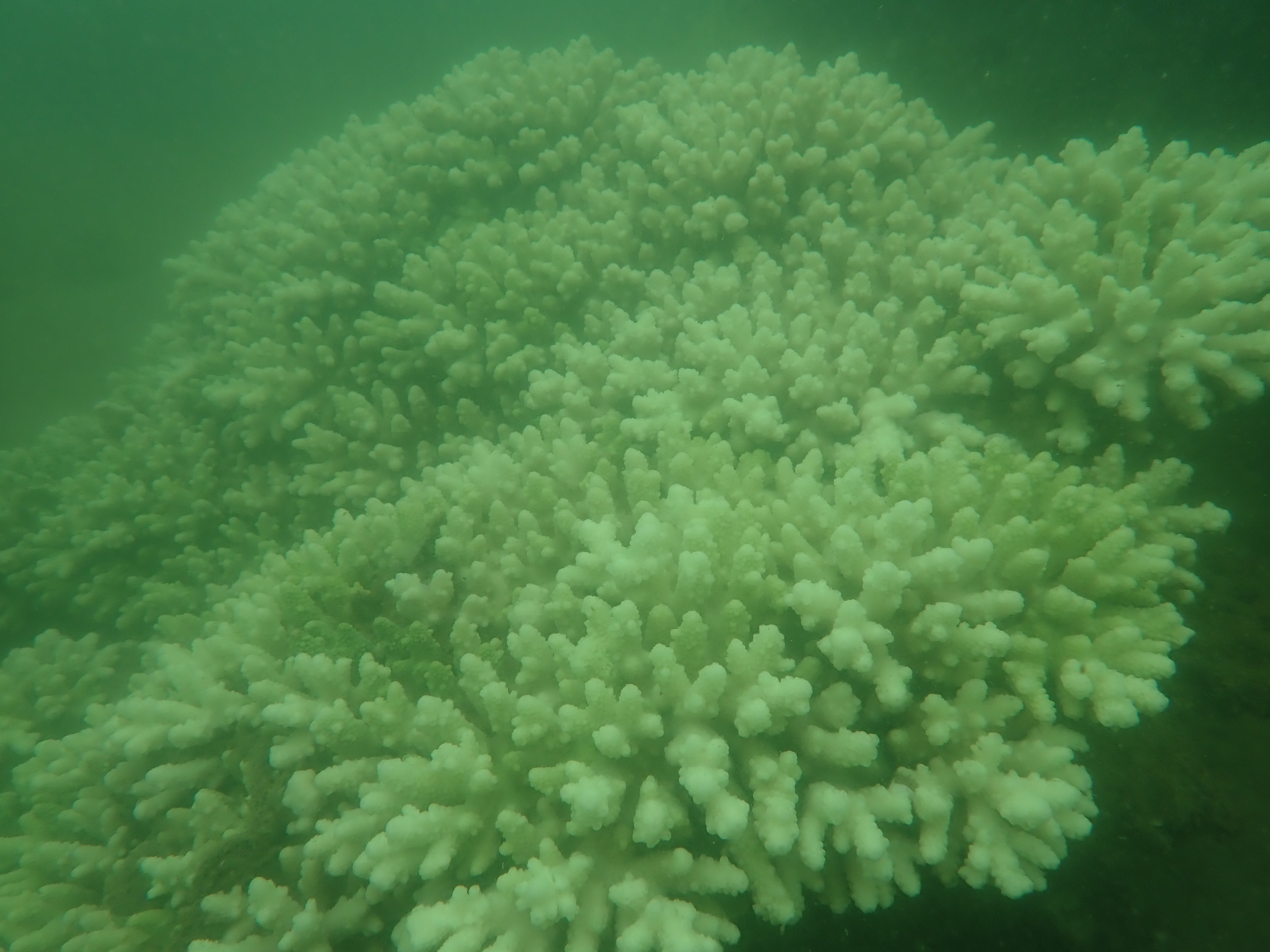 AFCD keeps monitoring coral bleaching in Hong Kong (1)