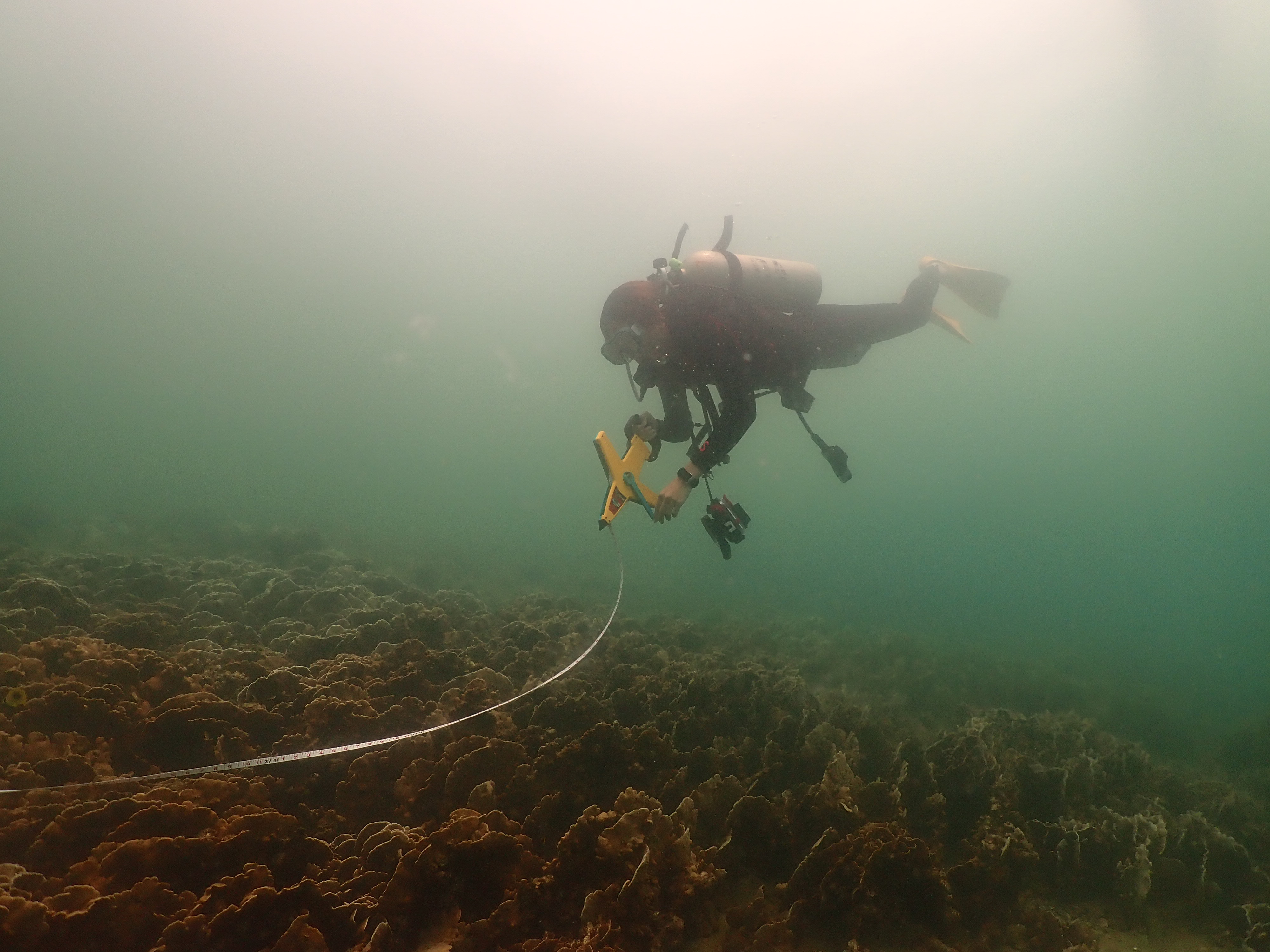 AFCD keeps monitoring coral bleaching in Hong Kong (2)