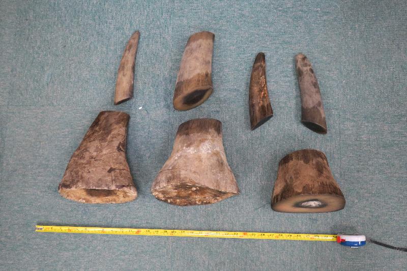 A traveller who smuggled rhino horns was convicted for violating the Protection of Endangered Species of Animals and Plants Ordinance, and was sentenced to 24 months’ imprisonment today (August 3). Photo shows rhino horns found by Customs officers in the baggage.