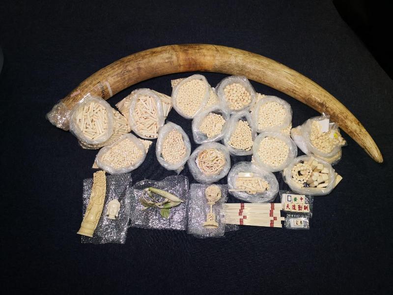 A man who illegally possessed ivory was convicted for violating the Protection of Endangered Species of Animals and Plants Ordinance, and was sentenced to 24 months’ imprisonment today (September 10). Photo shows the worked ivory and a raw tusk found by Agriculture, Fisheries and Conservation Department staff.