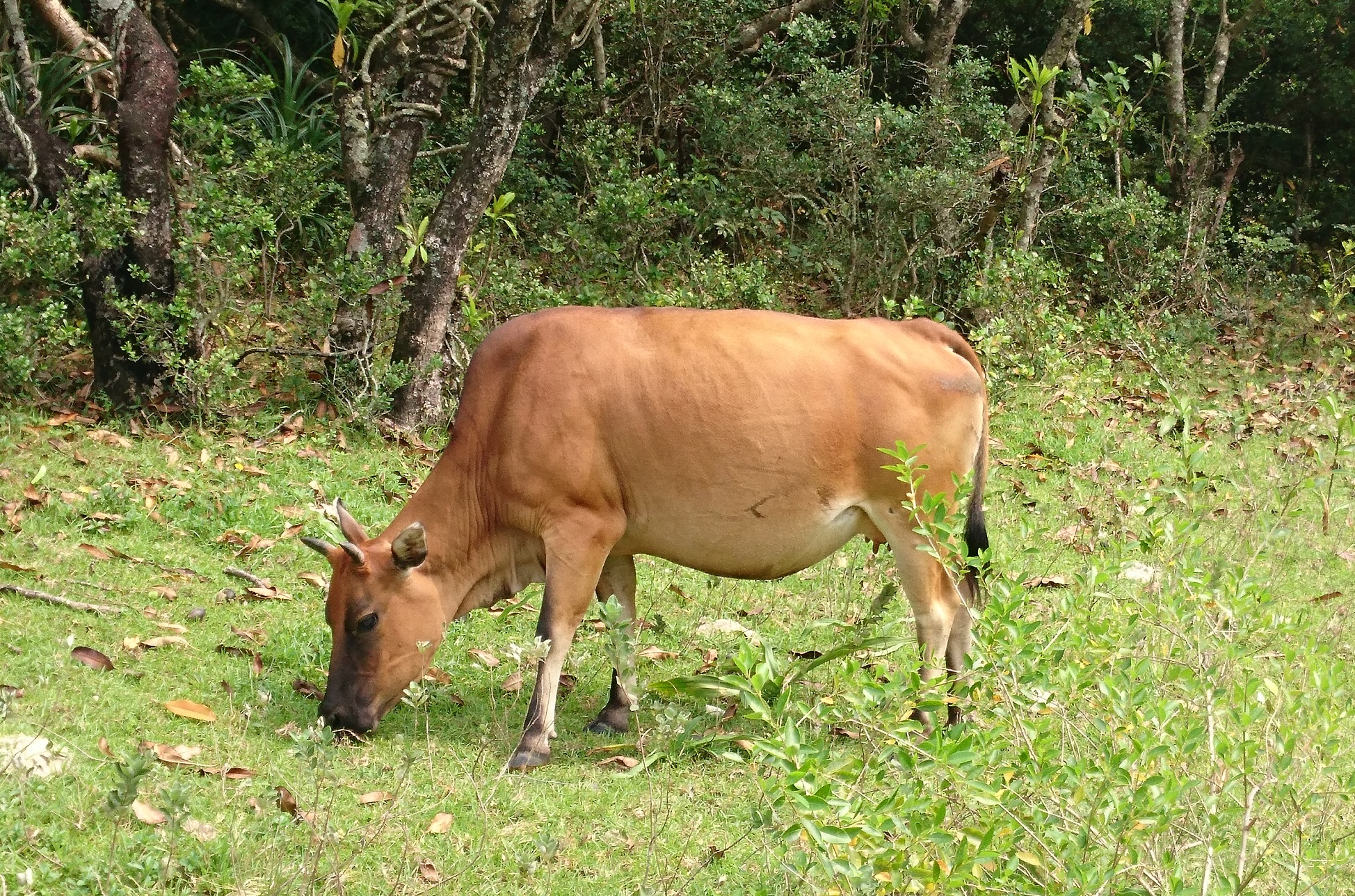 Agriculture, Conservation Department Inspection &amp; Quarantine - Stray Cattle Buffalo Management Plan