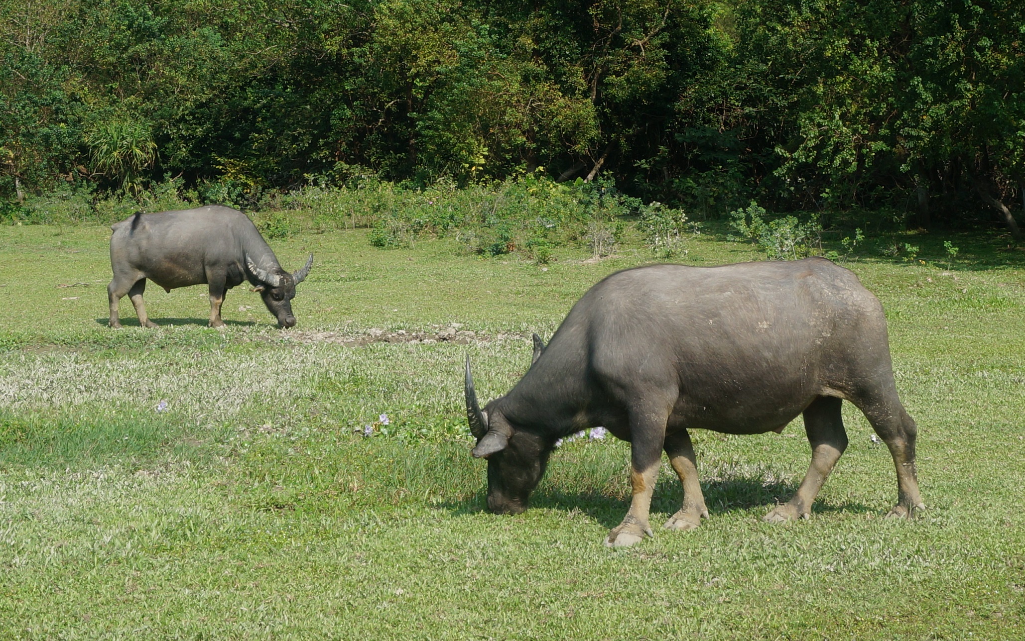 Water Buffalo