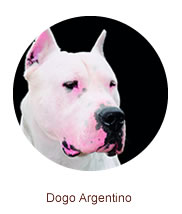 DOGO ARGENTINA