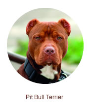 PIT BULL TERRIER