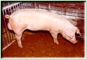 Pig