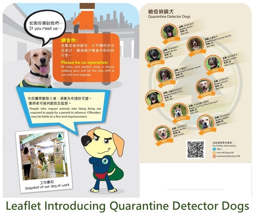How Does Quarantine Work For Dogs