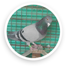 Domestic Pigeon