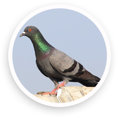 Feral Pigeon