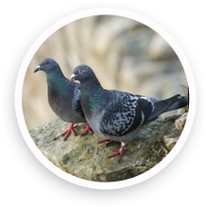 Rock Pigeon