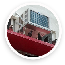 Feral pigeons roost around air-conditioners as a substitute for sea cliffs