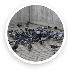 Large congregation of feral pigeons