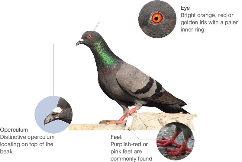 Observable Features of Feral Pigeon