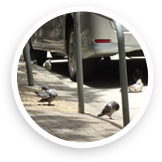 Feral pigeons staying on the road