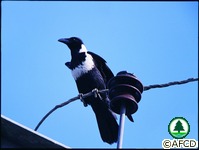 鳥類