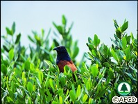 鳥類
