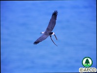 鳥類