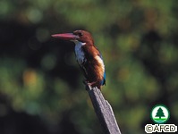 鳥類