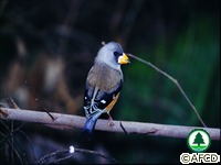 鳥類