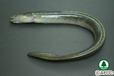 淡水魚類