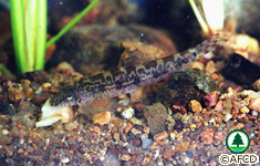 淡水魚類