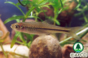 淡水魚類