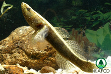 淡水魚類