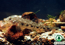 淡水魚類